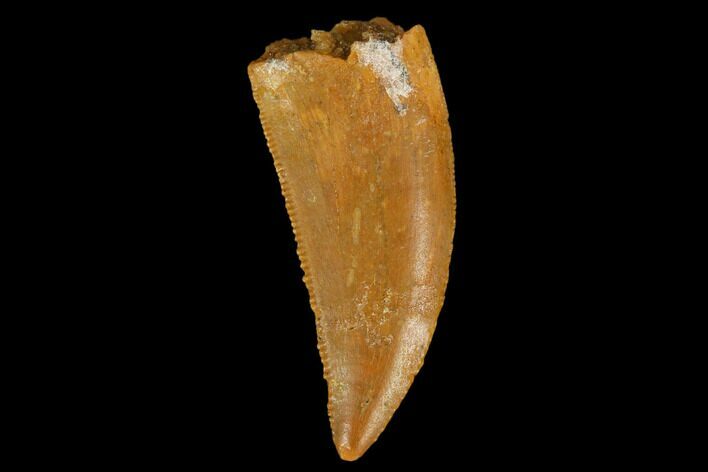 Serrated, Raptor Tooth - Real Dinosaur Tooth #127070